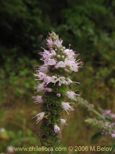Bild von Mentha aquatica (Hierba buena / Bergamota / Sándalo de agua). Klicken Sie, um den Ausschnitt zu vergrössern.